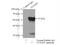 Nucleolar And Spindle Associated Protein 1 antibody, 12024-1-AP, Proteintech Group, Immunoprecipitation image 