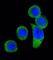 Corticotropin Releasing Hormone Receptor 2 antibody, abx032984, Abbexa, Western Blot image 