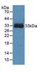 Carbonic Anhydrase 4 antibody, LS-C299285, Lifespan Biosciences, Western Blot image 