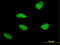 MutS Homolog 5 antibody, LS-C197705, Lifespan Biosciences, Immunofluorescence image 
