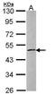 Zinc Finger Protein 140 antibody, TA308962, Origene, Western Blot image 