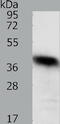 WD Repeat Domain 74 antibody, TA322297, Origene, Western Blot image 