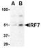 Interferon Regulatory Factor 7 antibody, AP05222PU-N, Origene, Western Blot image 