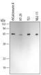 Calcineurin A antibody, MAB2839, R&D Systems, Western Blot image 