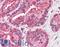 Tetraspanin 6 antibody, LS-A8760, Lifespan Biosciences, Immunohistochemistry frozen image 