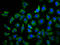 Tubulin Folding Cofactor D antibody, LS-C681501, Lifespan Biosciences, Immunofluorescence image 