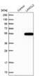 LanC Like 2 antibody, PA5-54063, Invitrogen Antibodies, Western Blot image 