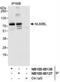NUMB Like Endocytic Adaptor Protein antibody, NB100-88136, Novus Biologicals, Immunoprecipitation image 
