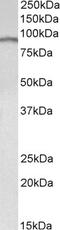 E2F Transcription Factor 7 antibody, STJ71884, St John