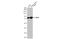 Bromodomain Containing 9 antibody, GTX636696, GeneTex, Western Blot image 