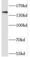 PH Domain And Leucine Rich Repeat Protein Phosphatase 2 antibody, FNab06399, FineTest, Western Blot image 