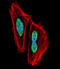 Recombination Signal Binding Protein For Immunoglobulin Kappa J Region antibody, abx029503, Abbexa, Immunocytochemistry image 