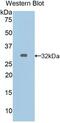 Gap Junction Protein Alpha 5 antibody, MBS2001463, MyBioSource, Western Blot image 