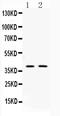 Doublecortin antibody, A01053-1, Boster Biological Technology, Western Blot image 