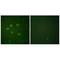 SUMO1 Activating Enzyme Subunit 1 antibody, A04753-2, Boster Biological Technology, Immunohistochemistry frozen image 