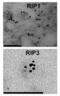 Receptor Interacting Serine/Threonine Kinase 3 antibody, 2283, QED Bioscience, Immunocytochemistry image 