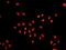 H2A Histone Family Member X antibody, ab124781, Abcam, Immunocytochemistry image 