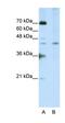 Surfeit locus protein 6 antibody, orb324887, Biorbyt, Western Blot image 
