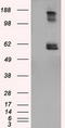 Lipase G, Endothelial Type antibody, CF501048, Origene, Western Blot image 