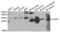 Craniofacial Development Protein 1 antibody, LS-C334640, Lifespan Biosciences, Western Blot image 