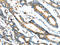 Endoplasmic Reticulum Protein 44 antibody, CSB-PA438768, Cusabio, Immunohistochemistry frozen image 