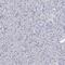 Oxysterol Binding Protein Like 6 antibody, PA5-56939, Invitrogen Antibodies, Immunohistochemistry paraffin image 