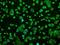 Prolactin antibody, NBP2-02142, Novus Biologicals, Immunocytochemistry image 