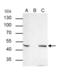 Transcription Factor AP-2 Beta antibody, GTX114832, GeneTex, Immunoprecipitation image 