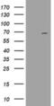 Probable ATP-dependent RNA helicase DDX59 antibody, MA5-26463, Invitrogen Antibodies, Western Blot image 