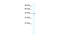 SRY-Box 3 antibody, 27-827, ProSci, Western Blot image 