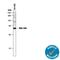 Wnt Family Member 10B antibody, MAB7196, R&D Systems, Western Blot image 