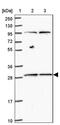 Mitochondrial Ribosomal Protein L46 antibody, PA5-62149, Invitrogen Antibodies, Western Blot image 