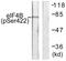 Eukaryotic Translation Initiation Factor 4B antibody, PA5-38362, Invitrogen Antibodies, Western Blot image 