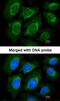 Cellular Communication Network Factor 3 antibody, NBP1-31416, Novus Biologicals, Immunofluorescence image 