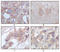 Serine/Threonine/Tyrosine Kinase 1 antibody, STJ98281, St John