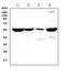 Argininosuccinate Lyase antibody, A00742-1, Boster Biological Technology, Western Blot image 