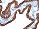 Keratin 7 antibody, V2660IHC-7ML, NSJ Bioreagents, Immunohistochemistry frozen image 