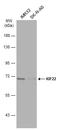 Kinesin Family Member 22 antibody, GTX112357, GeneTex, Western Blot image 