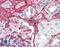 Collagen Type V Alpha 1 Chain antibody, LS-B379, Lifespan Biosciences, Immunohistochemistry frozen image 