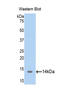 Thioredoxin 2 antibody, LS-C299761, Lifespan Biosciences, Western Blot image 