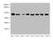 Actin Like 6A antibody, A68298-100, Epigentek, Western Blot image 