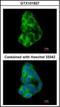 MIA SH3 Domain ER Export Factor 3 antibody, orb89500, Biorbyt, Immunocytochemistry image 