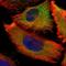 KOC antibody, HPA002037, Atlas Antibodies, Immunofluorescence image 