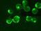 Connexin-43 antibody, TA354757, Origene, Immunofluorescence image 