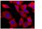 DEAD-Box Helicase 3 X-Linked antibody, GTX00724, GeneTex, Immunofluorescence image 