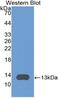 C-X-C Motif Chemokine Ligand 11 antibody, MBS2027266, MyBioSource, Western Blot image 