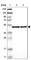 Adipocyte Plasma Membrane Associated Protein antibody, HPA012863, Atlas Antibodies, Western Blot image 