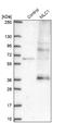 Modulator Of VRAC Current 1 antibody, NBP2-39086, Novus Biologicals, Western Blot image 