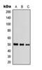 Tubulin Beta 1 Class VI antibody, orb393041, Biorbyt, Western Blot image 