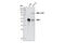 RUNX Family Transcription Factor 1 antibody, 4334S, Cell Signaling Technology, Western Blot image 